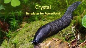  Presentation with forest - PPT layouts consisting of slug in the green forest background and a tawny brown colored foreground