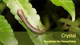  Presentation with tropical rainforest - Theme enhanced with smal exotic amazonian rainforest amphibian background and a tawny brown colored foreground