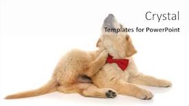  Presentation with dog - Colorful presentation theme enhanced with small-adorable-golden-retriever-dog backdrop and a white colored foreground