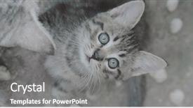  Presentation with blue eyes - Audience pleasing presentation consisting of small adorable kitten with blue backdrop and a  colored foreground