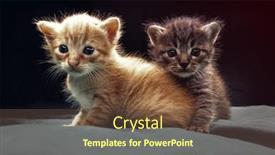  Presentation with pets - Colorful PPT theme enhanced with small adorable kittens on the bed cute pets indoors backdrop and a tawny brown colored foreground