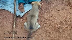  Presentation with dog food - Slides with small-african-dog-begging background and a  colored foreground