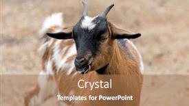  Presentation with funny animal - Audience pleasing theme consisting of pastoral care - small african goat a funny backdrop and a coral colored foreground