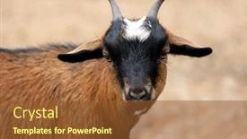  Presentation with funny animal - PPT layouts featuring pastoral care - small african goat a funny background and a tawny brown colored foreground