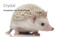  Presentation with studio - Beautiful theme featuring small-albino-hedgehog-with-white backdrop and a white colored foreground