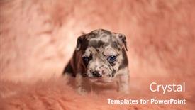  Presentation with bully - Slides with small american bully walking and looking to side on pink fur background in studio background and a coral colored foreground
