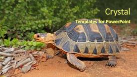  Presentation with tortoise - PPT theme having small-angulate-tortoise-chersina-angulata background and a tawny brown colored foreground