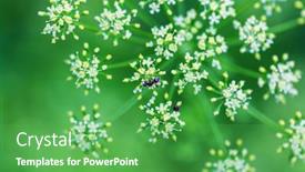  Presentation with ant - Audience pleasing slides consisting of small-ant-on-the-flower backdrop and a shamrock green colored foreground