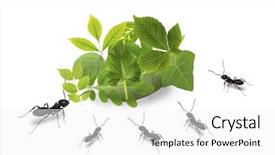  Presentation with ants - Cool new PPT layouts with small ants and green leaves backdrop and a white colored foreground