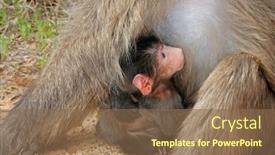  Presentation with mother baby - Slide deck consisting of small-baby-chacma-baboon-papio background and a violet colored foreground