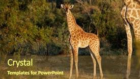  Presentation with nature meadow baby and child - PPT theme with small baby giraffe giraffa camelopardalis background and a tawny brown colored foreground