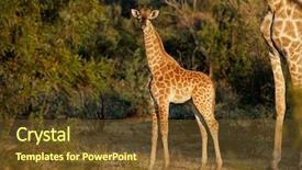  Presentation with nature meadow baby and child - Beautiful slides featuring small baby giraffe giraffa camelopardalis backdrop and a tawny brown colored foreground