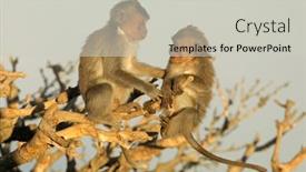  Presentation with bali - Slide set featuring small-balinese-long-tailed-monkeys background and a light gray colored foreground