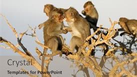  Presentation with bali - Amazing slide set having small-balinese-long-tailed-monkeys backdrop and a coral colored foreground