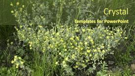  Presentation with summer flowers - 