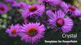  Presentation with bee - PPT layouts enhanced with small-bee-on-pink-flower background and a tawny brown colored foreground