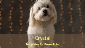  Presentation with wood - Amazing slides having small-bichon-dog-sitting backdrop and a tawny brown colored foreground