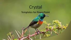  Presentation with beautiful green - Theme consisting of small bird in metallic green background and a tawny brown colored foreground