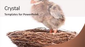  Presentation with waiting - Audience pleasing presentation consisting of small bird nestling waiting backdrop and a lemonade colored foreground