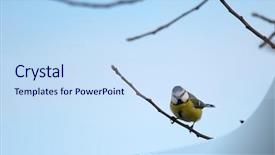  Presentation with olive tree branch ripe - Beautiful presentation theme featuring small-bird-on-a-branch and a sky blue colored foreground