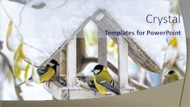  Presentation with bird - Audience pleasing theme consisting of small bird on feedbox close up backdrop and a sky blue colored foreground