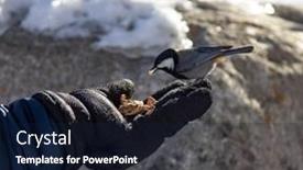  Presentation with seeds - Presentation theme with small-bird-titmouse-montanus-eats background and a wine colored foreground