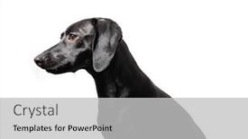  Presentation with pet - PPT theme having small-black-dog-posing-over background and a light gray colored foreground