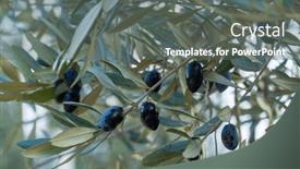  Presentation with growing - Presentation enhanced with small-black-olives-growing background and a gray colored foreground