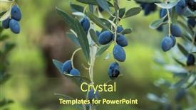  Presentation with growing - Presentation consisting of small-black-olives-growing background and a tawny brown colored foreground