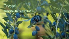  Presentation with growing - PPT theme with small-black-olives-growing background and a tawny brown colored foreground
