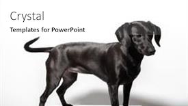  Presentation with pet - Presentation featuring small-black-short-haired-dog background and a  colored foreground