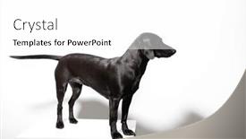  Presentation with pet - Slide set consisting of small-black-short-haired-dog background and a  colored foreground