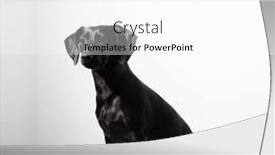  Presentation with pet - Presentation theme enhanced with small-black-short-haired-dog background and a white colored foreground