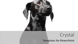  Presentation with pet - PPT theme with small-black-short-haired-dog background and a light gray colored foreground