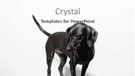  Presentation with pet - Theme featuring small-black-short-haired-dog background and a white colored foreground