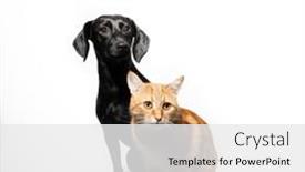  Presentation with dog cat - Slide deck having small-black-short-haired-dog background and a  colored foreground