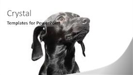 Presentation with pet - PPT layouts consisting of small-black-short-haired-dog background and a  colored foreground
