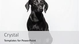  Presentation with pet - Presentation theme having small-black-short-haired-dog background and a  colored foreground