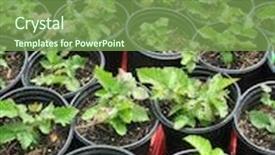  Presentation with blackberry - Cool new slide set with small blackberry plants in pots backdrop and a seafoam green colored foreground