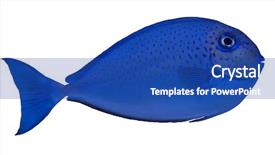  Presentation with fish - PPT theme featuring small blue spotted fish isolated background and a ocean colored foreground