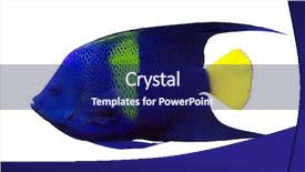  Presentation with fish - Audience pleasing PPT theme consisting of small blue spotted fish isolated backdrop and a  colored foreground
