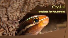  Presentation with blue - PPT theme consisting of small-blue-striped-fang-blenny background and a tawny brown colored foreground
