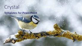  Presentation with blue yellow - PPT theme having small-blue-tit-bird background and a sky blue colored foreground