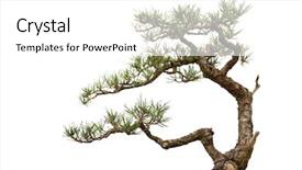  Presentation with bonsai - Amazing PPT layouts having small bonsai tree isolated backdrop and a white colored foreground