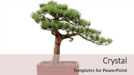  Presentation with bonsai - PPT theme with pine isolated on a white background and a soft green colored foreground
