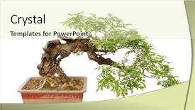  Presentation with bonsai - Amazing theme having small bonsai tree backdrop and a soft green colored foreground