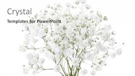  Presentation with white flowers - PPT theme featuring small-bouquet-of-gypsophila-flowers background and a white colored foreground
