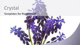  Presentation with grape - Presentation design featuring small-bouquet-of-muscari-isolated background and a white colored foreground