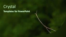  Presentation with symbol - Presentation design consisting of small-branch-is-supported background and a tawny brown colored foreground