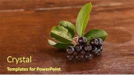  Presentation with cracked - Colorful slide deck enhanced with small branch of a black chokeberry with cluster of ripe berries and leaves close-up on an old cracked wooden surface backdrop and a tawny brown colored foreground